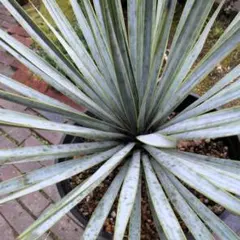 現物「ユッカ・ロストラータ」８号　Yucca rostrata