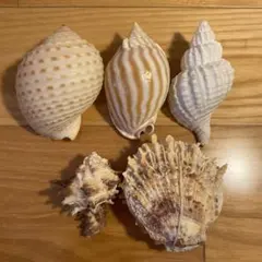 Item thumbnail for item d2c3e712-48a9-4dec-b897-dc09068f39c1