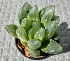 白蛇伝 カキコ ハオルチア 観葉植物 - メルカリ