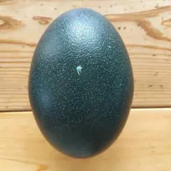 2025年最新】エミュー卵の殻の人気アイテム - メルカリ