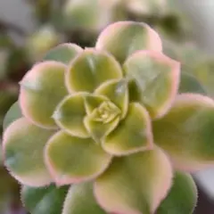 アエオニウム　夕映え 多肉植物 緑色 ピンク縁取り　カット苗３本