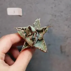 シーザーくん様 リクエスト 2点 まとめ商品