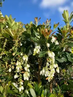 アマニュウ苗、せり科、株、山菜、全部で6本！ - メルカリ