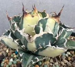 2025年最新】アガベ白鯨錦の人気アイテム - メルカリ