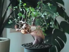 【セール】コミフォラ　シヌアタ　No.001　鉢、送料込　メルカリ便 コミフォラ シヌアタ No.001 鉢、送料込 メルカリ便 - メルカリ