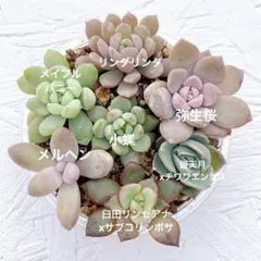 2025年最新】ぼのぼのさん苗の人気アイテム - メルカリ