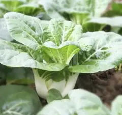 ◯▶︎◇様 リクエスト 4点 まとめ商品