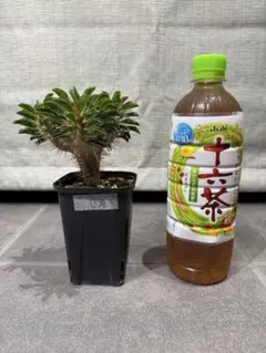 ギラウミニアナ現地球 プラ鉢ごと メルカリ便発送 2025年最新】ユーフォルビア ギラウミニアナの人気アイテム