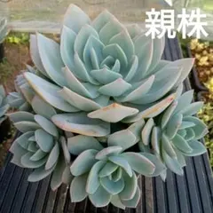 みほ様 リクエスト 2点 まとめ商品