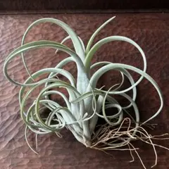 バルフシー·ラージクローン クランプ Tillandsia - メルカリ