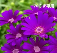 76さま専用ページです。