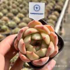 Top【選抜株】多肉植物 24631サン ゴッド 24個 鉢無し/脱土 - メルカリ