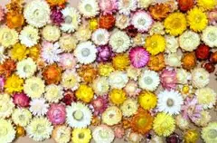 ヘリクリサムのドライフラワー！100個以上！　ムギワラギク