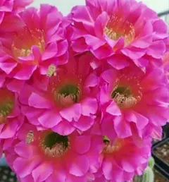 ヴァイオレットアイ 大輪咲花サボテン エキノプシス属 群開花 カキコ