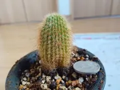 2025年最新】接木 サボテンの人気アイテム - メルカリ