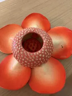 巨大花と食虫植物　ラフレシアのサムネイル