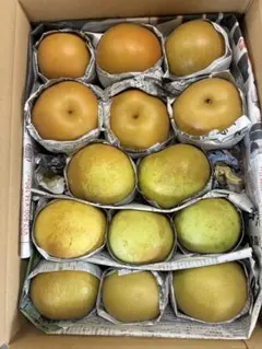 千葉梨10キロ　家庭用(訳あり返品、交換対象外商品) 千葉梨10キロ 家庭用(訳あり返品、交換対象外商品) - メルカリ