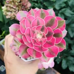多肉植物 アエオニウム ゴージャス 抜き苗 - メルカリ