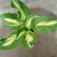 にゃんこ様 リクエスト 3点 まとめ商品