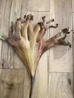 goul4711様 リクエスト 3点 まとめ商品