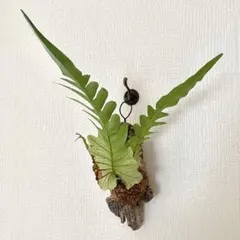 だぎだぎ様 サルコカウロン ムルチフィズム - メルカリ