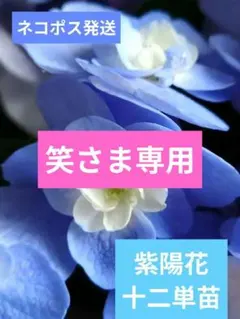 2026年最新】紫陽花の人気アイテム - メルカリ