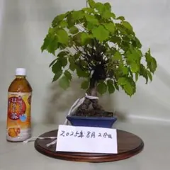 2025年最新】盆栽 赤松の人気アイテム - メルカリ