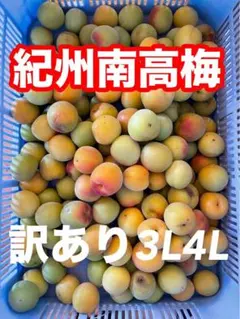 13 中熟南高梅 2•3Lサイズ 10kg - メルカリ