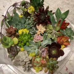 多肉植物多種類詰め合わせセット