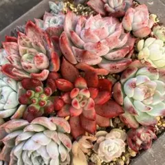 2025年最新】観葉植物の人気アイテム - メルカリ