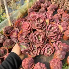 Top【選抜株】多肉植物　26056スヨン　7個　鉢無し/脱土