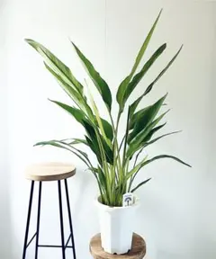 タビビトノキ　No 01 タビビトノキ：タビビトノ木のタネ の通販 | 園芸ネット