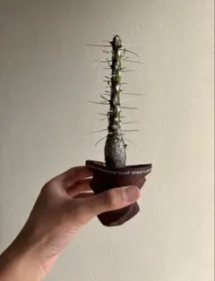 2026年最新】neoshihoの人気アイテム - メルカリ