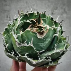 2025年最新】スーパーチタノタの人気アイテム - メルカリ