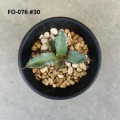 【発根済み】FO-076 #30 アガベ チタノタのサムネイル
