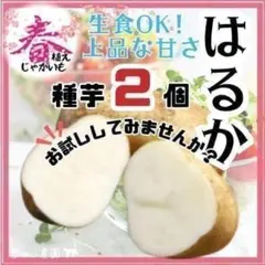 2026年最新】アンデスレッド 種芋の人気アイテム - メルカリ