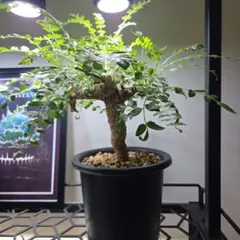 ブルセラ ファガロイデス 灌木 香木 塊根植物 | Mercari