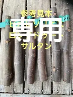 2026年最新】イチヂク穂木の人気アイテム - メルカリ