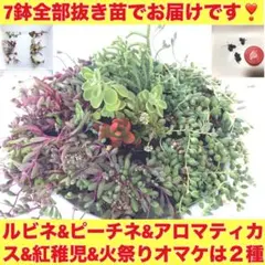 (E)抜き苗(ルビネ３個&ピーチネ３個&アロマティカス寄せ植え)オマケは２種