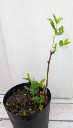 ナツメ 苗木 落葉樹 鉢植えのサムネイル