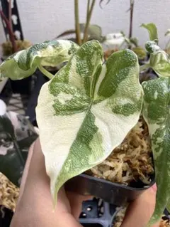 芋】アロカシア マハラニ 斑入り - メルカリ