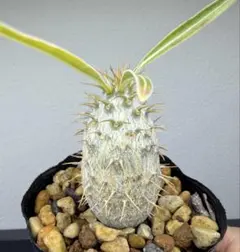 ブロッコリー様 リクエスト 2点 まとめ商品