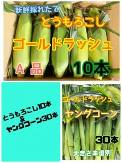 収穫日即日発送 朝採りとうもろこし10本＆ヤングコーン30本新鮮