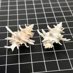 貝殻標本 小さな貝殻 ヤドカリのお宿 置物