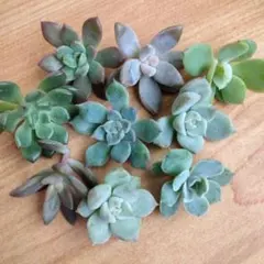 2025年最新】多肉 カット苗セットの人気アイテム - メルカリ