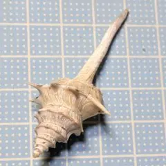 貝殻標本　イトグルマ