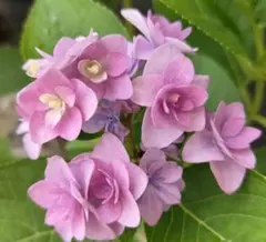 花苗】紫陽花カサノバ③タグ付き正規品ポットごと発送大栄花園開花中