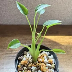 アロカシア リトルダンサー 観葉植物 - メルカリ