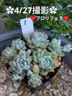 多肉植物プロリフェラ抜き苗6㎝ポット - メルカリ
