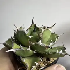 2026年最新】姫厳龍の人気アイテム - メルカリ